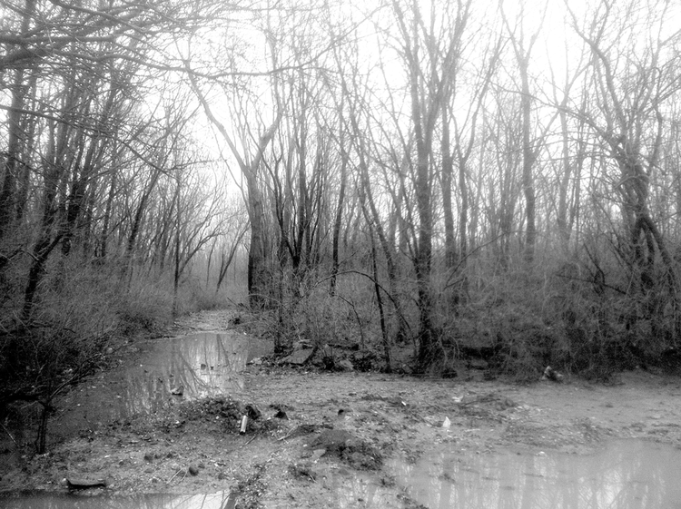 Forest and water flow